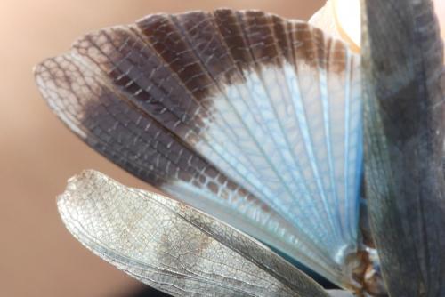 Oedipoda coerulea